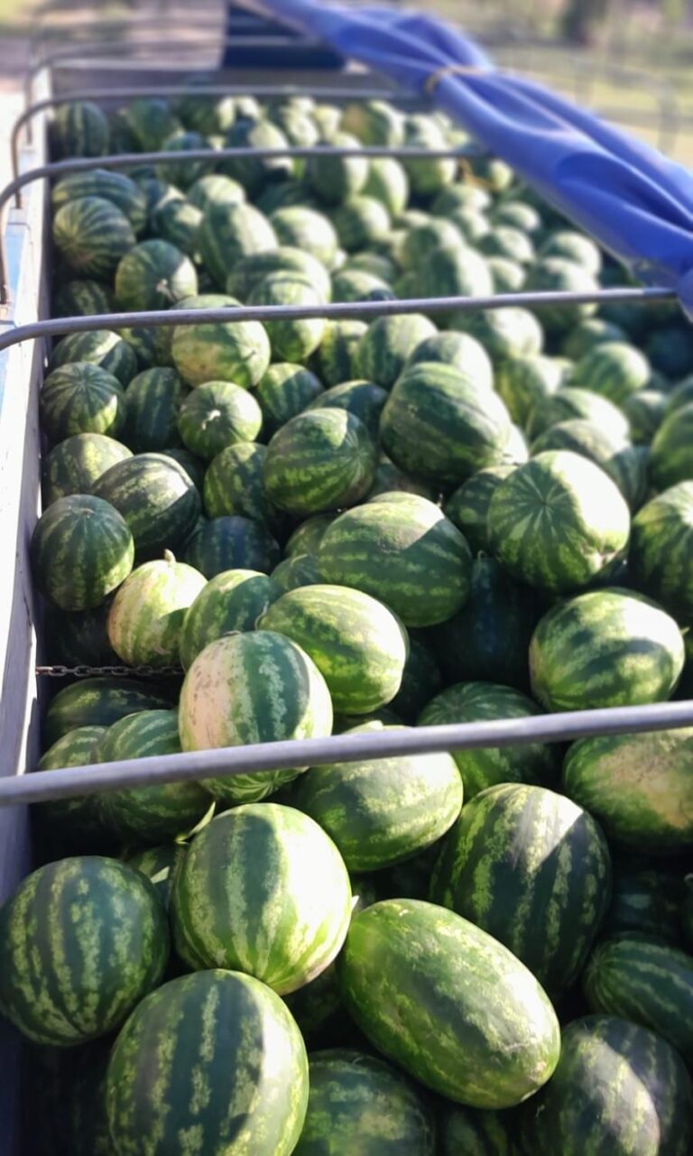 Altos se destaca por el crecimiento de la producción de sandía