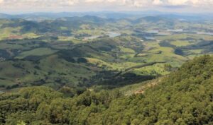 Regeneración de bosques: qué es, métodos, beneficios y ejemplos