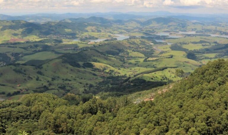 Regeneración de bosques: qué es, métodos, beneficios y ejemplos
