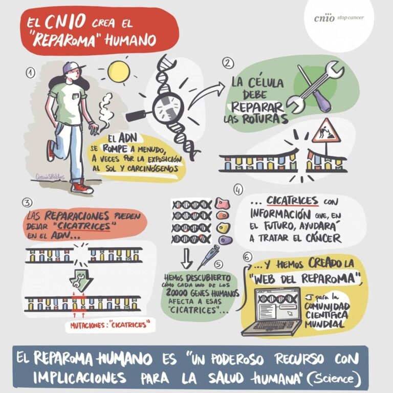 Investigadores del CNIO crean el primer catálogo de ‘cicatrices’ en el ADN humano