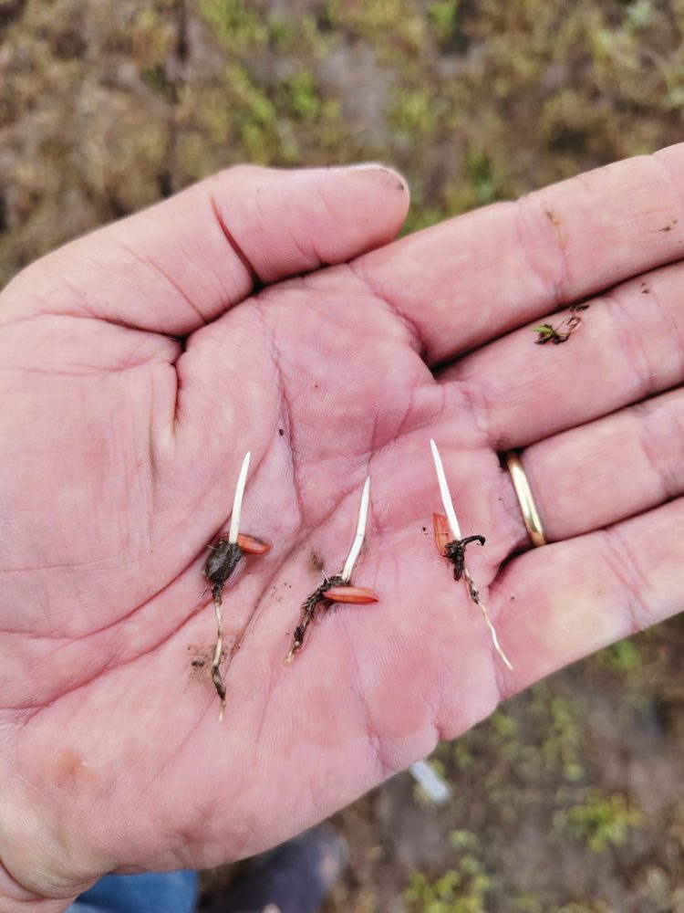 Mayor producción global, baja de precios y costos internos altos: el escenario del arroz