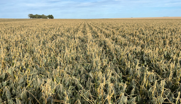 Por los efectos de las heladas y el granizo, el gobierno declaró la emergencia agropecuaria para varias zonas productivas de Entre Ríos