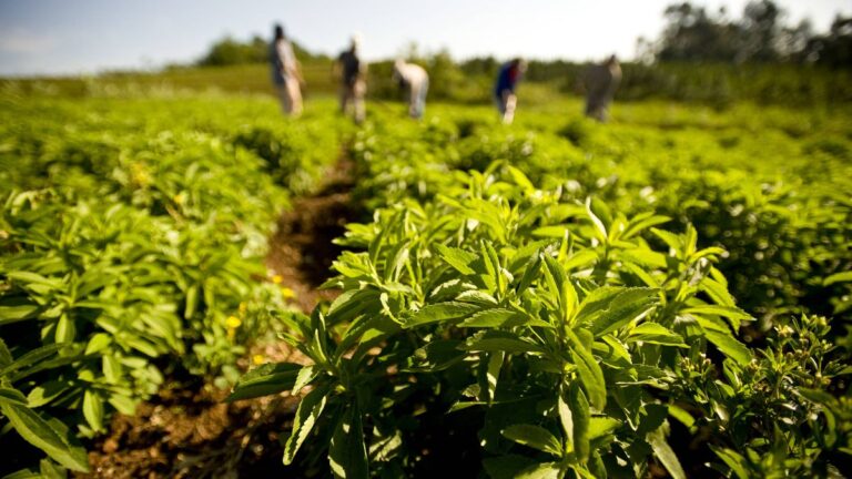 Stevia-Paraguay