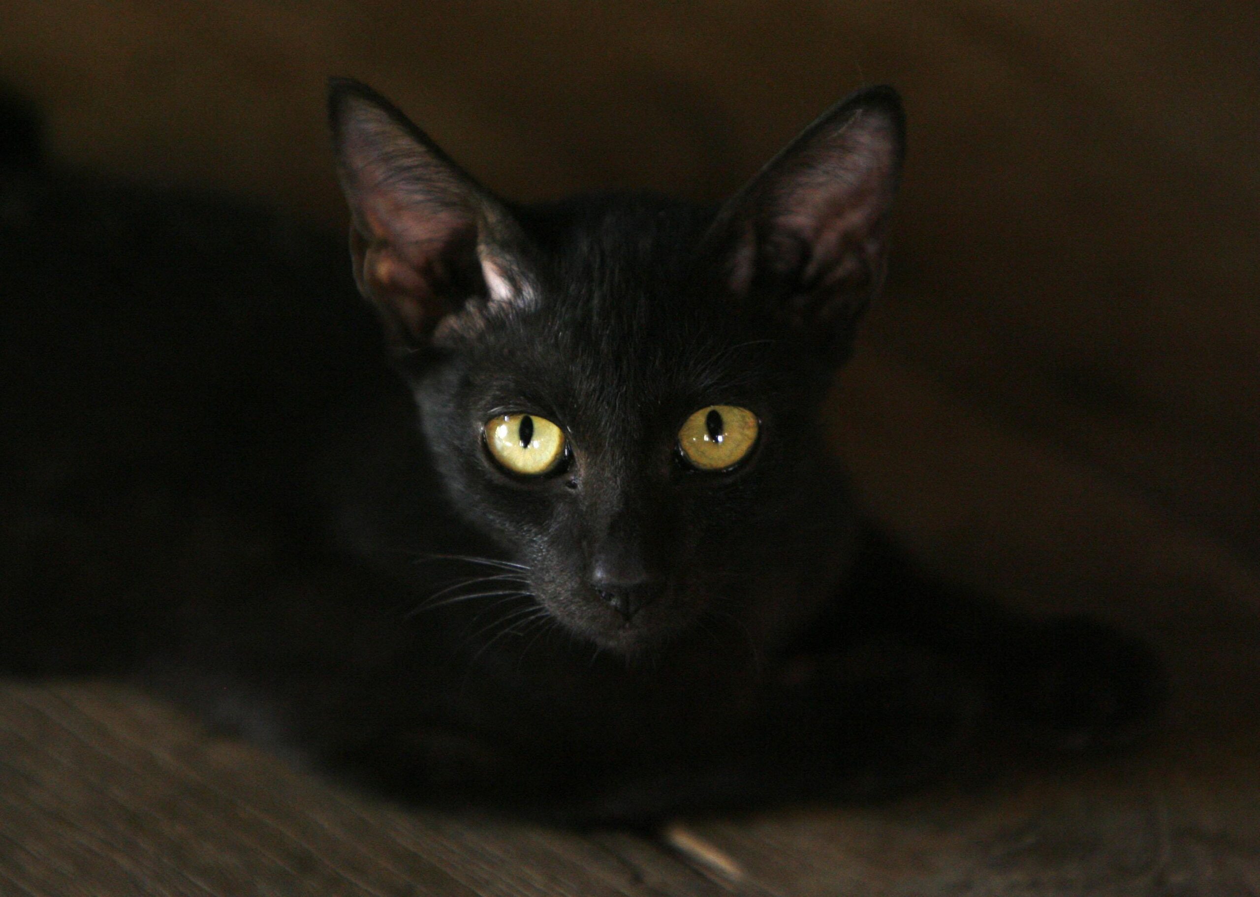 Terrassa veta la adopción de gatos negros hasta pasada Halloween