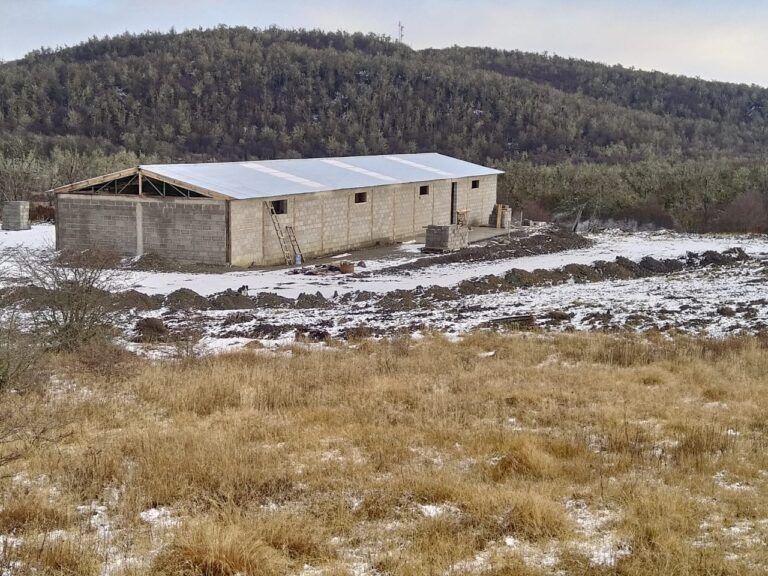 El cuento de las tres cerditas, pero en Tierra del Fuego y bajo la nieve: Daniel Parun recibió esos animales a cambio de leña, y no paró hasta tener un criadero de cerdos con 120 madres