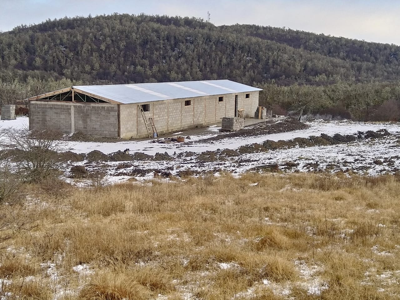 El cuento de las tres cerditas, pero en Tierra del Fuego y bajo la nieve: Daniel Parun recibió esos animales a cambio de leña, y no paró hasta tener un criadero de cerdos con 120 madres