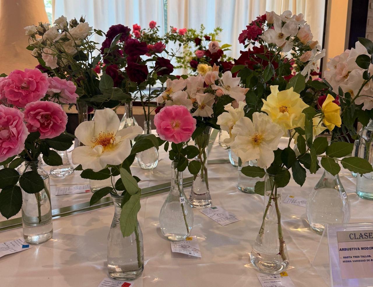 De Raíz: Una Exposición de Primavera reunió a los amantes de las rosas en Buenos Aires De Raíz: Una Exposición de Primavera reunió a los amantes de las rosas en Buenos Aires