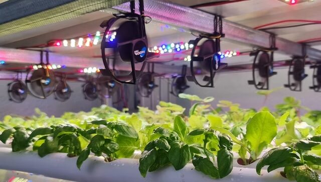 En la NASA y otros centros espaciales investigan cómo hacer crecer verduras utilizando luces artificiales: Es lo que también hace Rodrigo Iribarren, en la casa de su tía abuela en Villa Luro