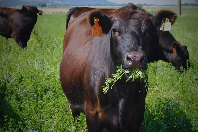 ¿Cómo hace la alfalfa para sobrevivir al estrés salino? Especialistas del INTA analizaron “desde adentro” la respuesta de la planta a ese ambiente hostil