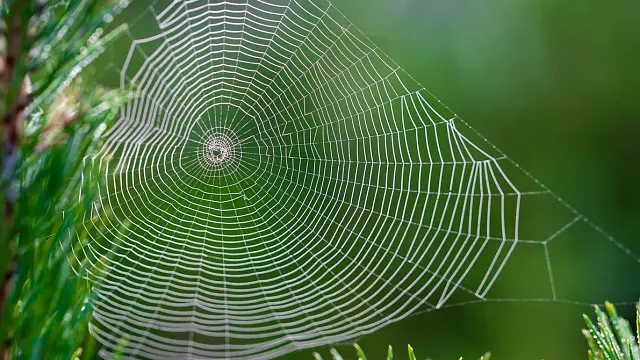 Científicos de Argentina, Brasil y Uruguay se unen para explorar las arañas de la Amazonía