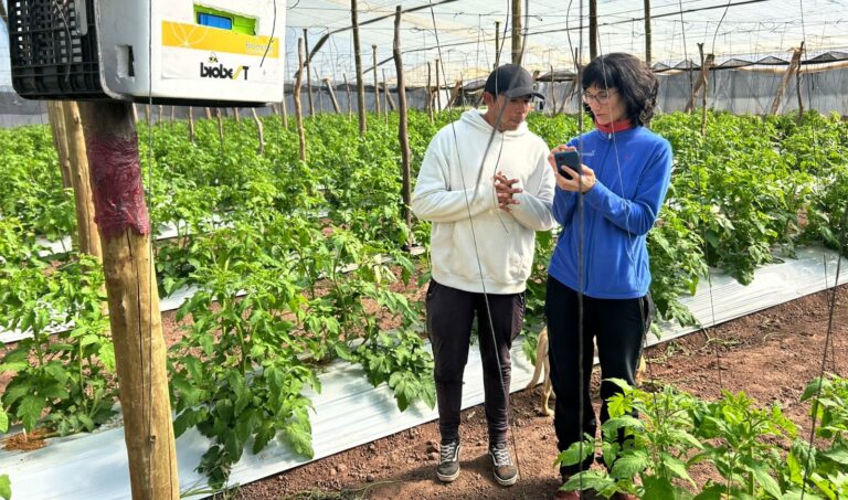 “Me parece inteligente y maravilloso utilizar las funciones de la naturaleza a nuestro favor”, dice la agrónoma valenciana Pepa Ramírez Soria, mientras difunde el control biológico de plagas y poliniza tomates con abejorros