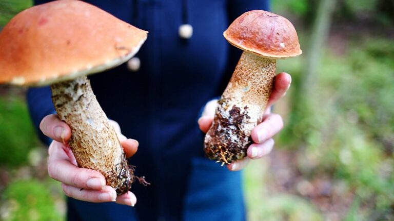 Curso Conoce los Hongos de Ávila: fechas, plazas y cómo inscribirte