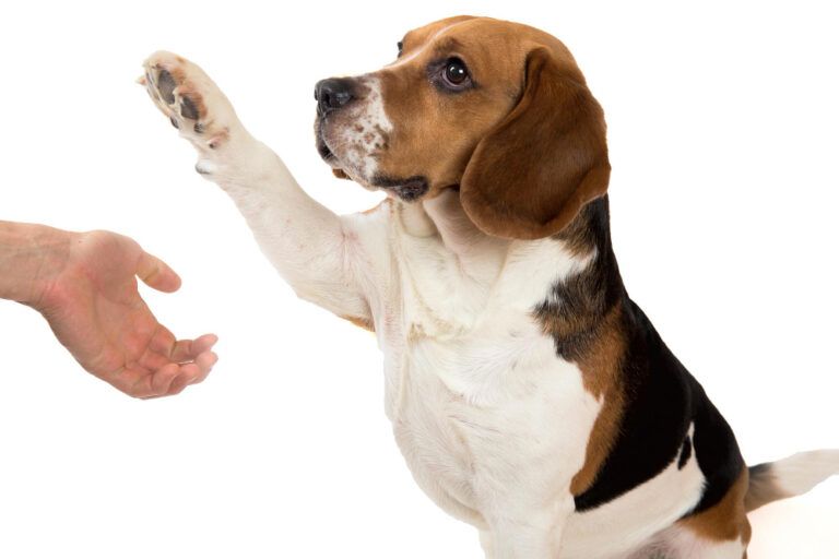 Cómo enseñar a tu perro a dar la pata: Guía completa