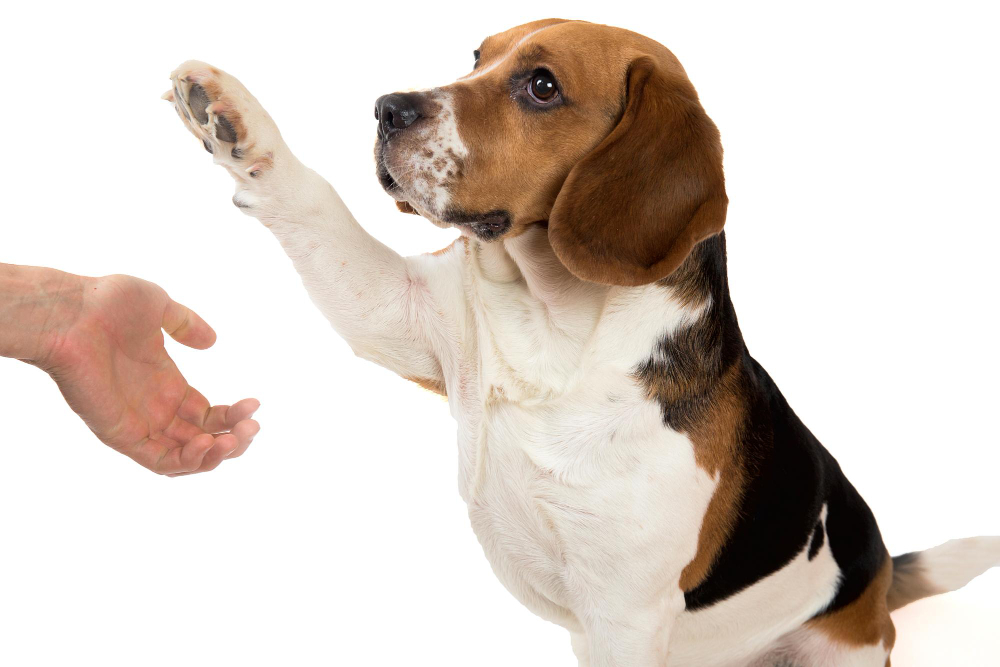 Cómo enseñar a tu perro a dar la pata: Guía completa Cómo enseñar a tu perro a dar la pata: Guía completa