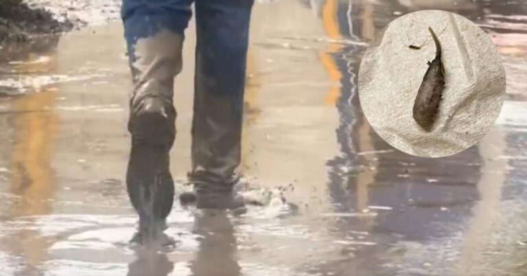 Gusanos cola de rata en Veracruz: riesgos y qué hacer