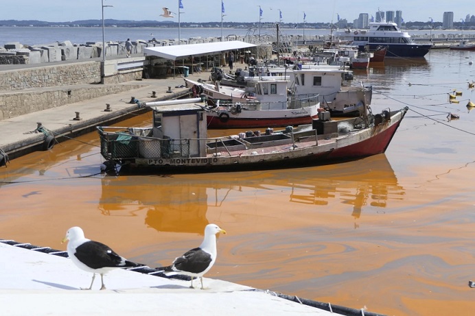 Noctilucas iluminan las costas de Punta del Este: un espectáculo natural para disfrutar este fin de semana