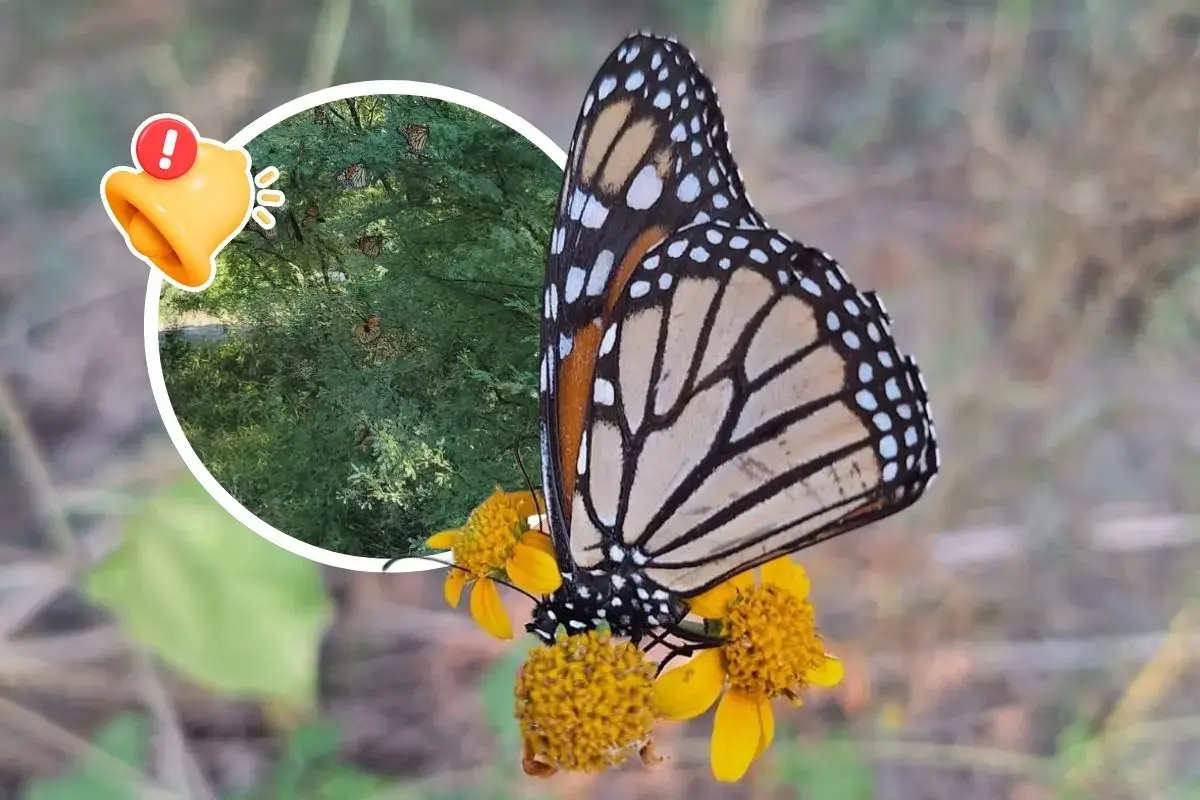 Mariposa monarca: primeros avistamientos y perchas rumbo a México Mariposa monarca: primeros avistamientos y perchas rumbo a México
