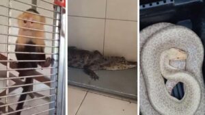 Rescatan un mono capuchino, un caimán y una serpiente en el Zócalo de CDMX tras denuncia