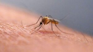 Los primeros mosquitos en Islandia: qué significa y por qué llegan