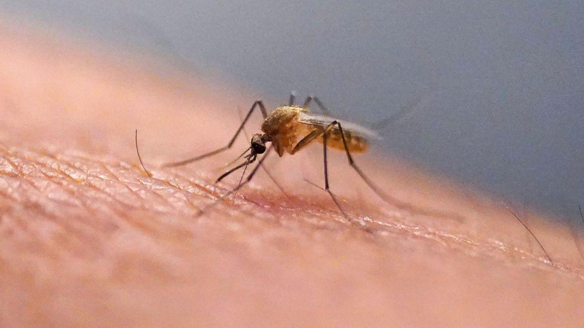 Los primeros mosquitos en Islandia: qué significa y por qué llegan