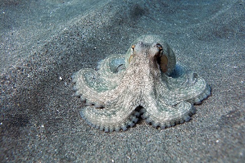 Los pulpos: maestros del ingenio con un «cerebro» en cada brazo