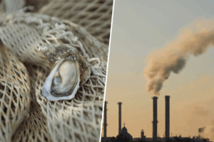 Hay muchas formas de revertir el calentamiento global, pero ninguna tan sabrosa como cultivar ostras a gran escala