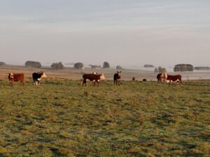 El clima y el buen desempeño productivo alejan las puntas para la concreción de venta de campos