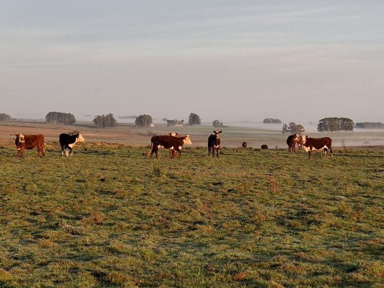 El clima y el buen desempeño productivo alejan las puntas para la concreción de venta de campos