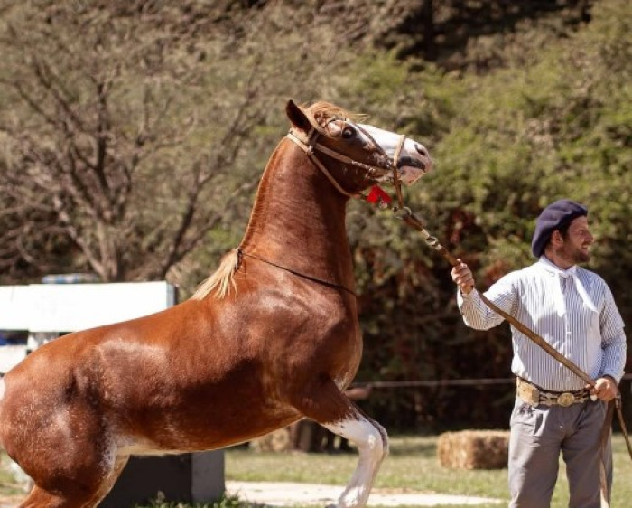 Argentina: Expo Equinos 2025 Rio Cuarto: Tradición y Pasión por los Caballos Criollos