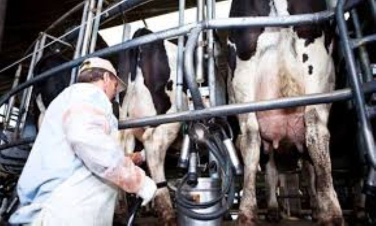 Tamberos alertan que las medidas sindicales están provocando derrames de leche por el atraso en la recolección
