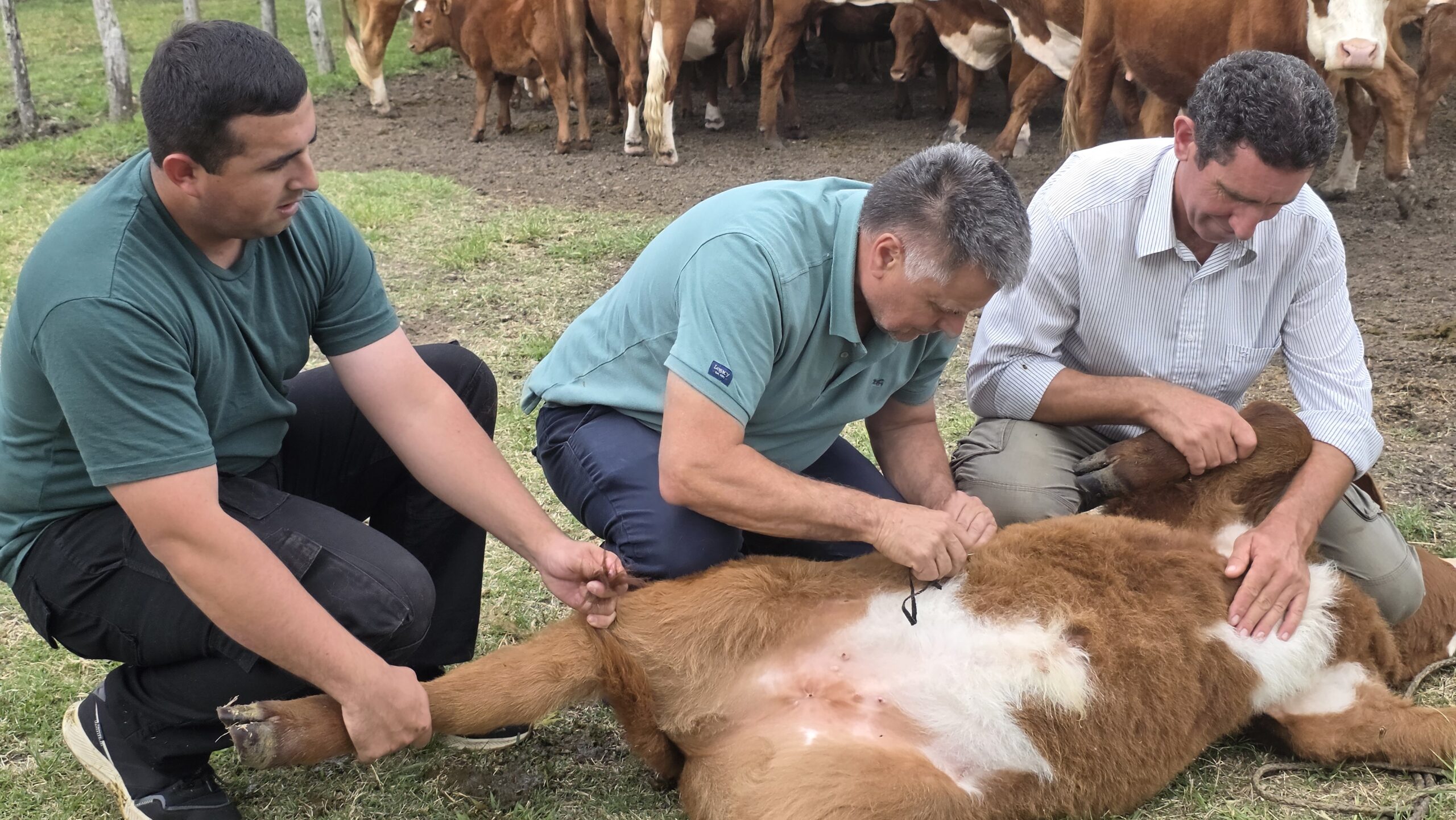 ¿Qué significa ser garrapatero? “Acompañar, ordenar, despejar dudas y ser psicólogo en algunos casos”, afirma Ariel Huck, que además de paratécnico es también ganadero