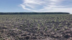 Panorama positivo para la agricultura de invierno y verano