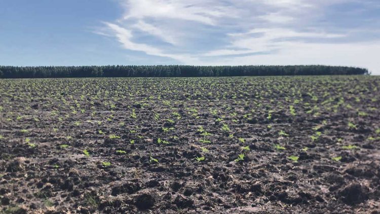 Panorama positivo para la agricultura de invierno y verano