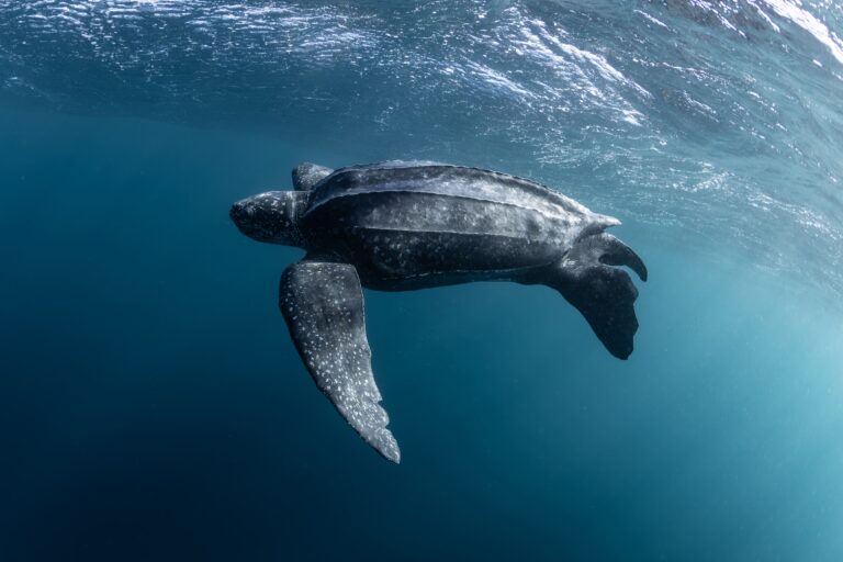Rutas marinas: descubrí las estrategias migratorias de ballenas, tortugas y atunes en el océano