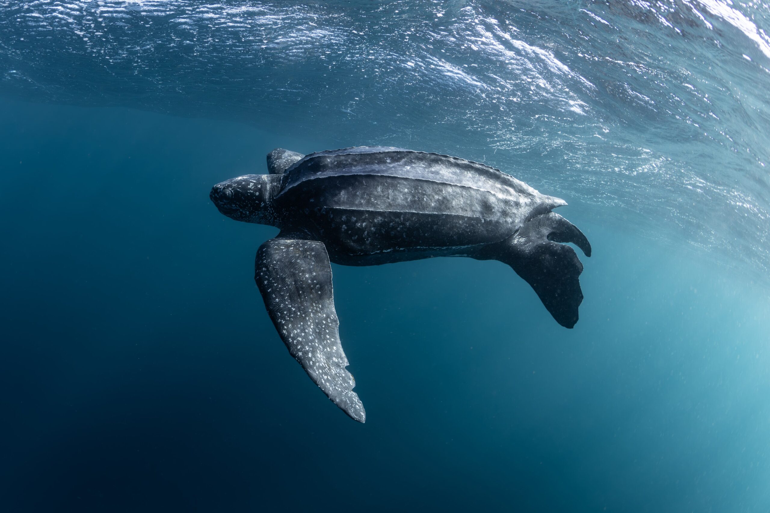 Rutas marinas: descubrí las estrategias migratorias de ballenas, tortugas y atunes en el océano