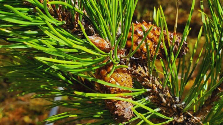 Bosques más fuertes: genética clave frente a la sequía