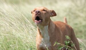 El perrito que unió a todo un país
