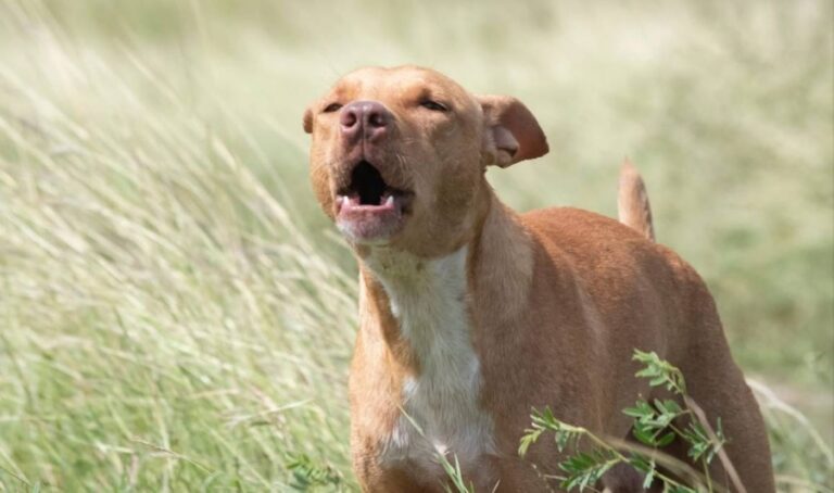 El perrito que unió a todo un país