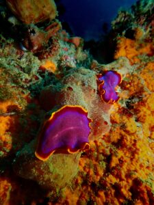 “Penis fencing”: la extraña batalla sexual de los gusanos planos