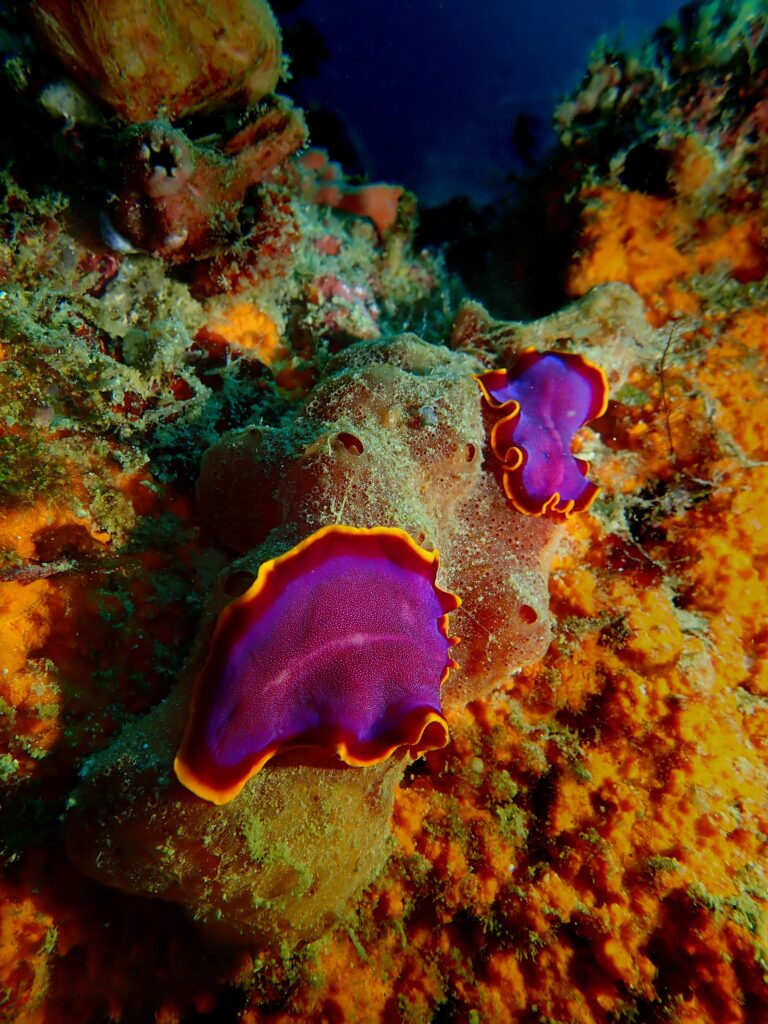 “Penis fencing”: la extraña batalla sexual de los gusanos planos