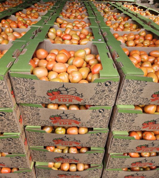 Paraguay reinicia exportación de tomates a Argentina y apuesta por su industrialización