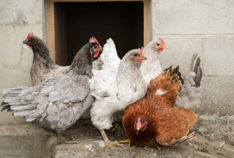 Biólogos advierten de que la gripe aviar ya podría considerarse ‘endémica’ en España