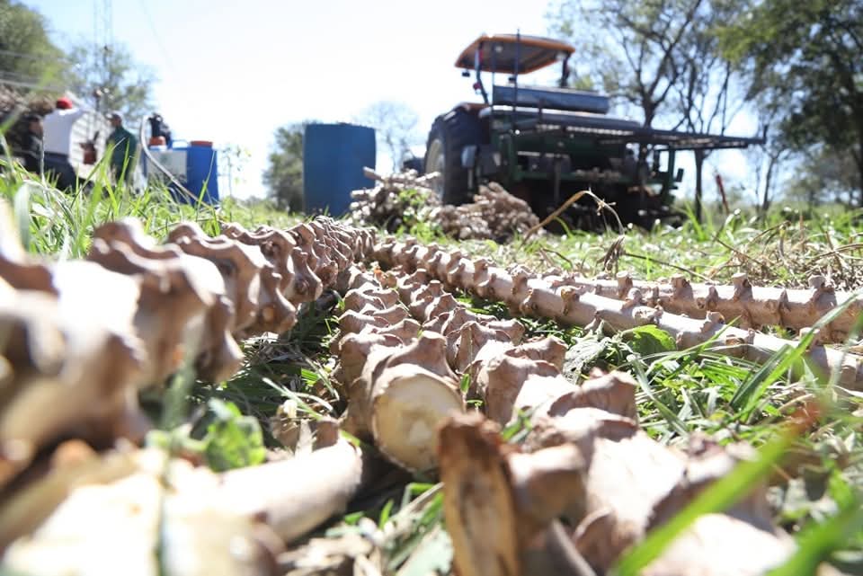La Mandioca: un cultivo clave para la Agricultura Familiar y la seguridad alimentaria La Mandioca: un cultivo clave para la Agricultura Familiar y la seguridad alimentaria