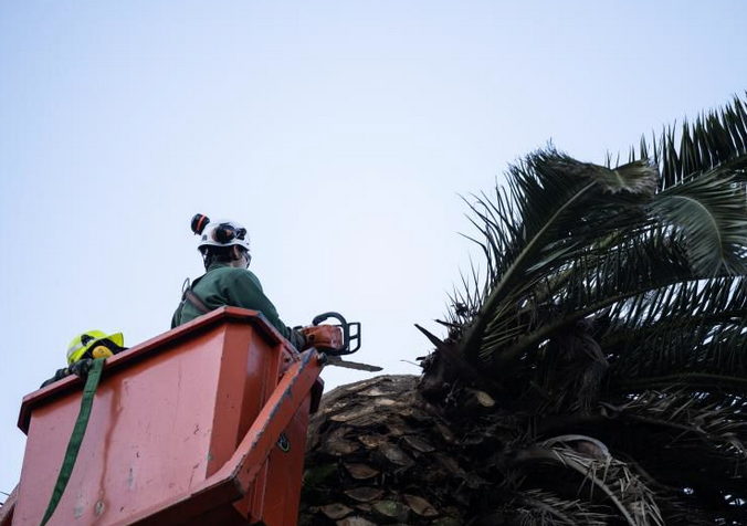 Intendencia de Montevideo /Comenzó con la tala de 500 palmeras afectadas por el picudo rojo