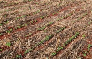 Soja mantiene un buen inicio de campaña con expectativas positivas