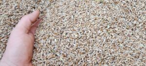 Producción de trigo - Paraguay