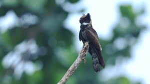 El enigma del bosque crepuscular: curiosidades del chotacabras orejudo