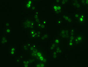 Una herramienta basada en IA es capaz de predecir funciones desconocidas de cualquier proteína