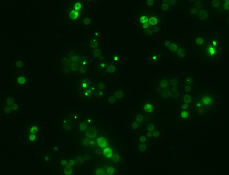 Una herramienta basada en IA es capaz de predecir funciones desconocidas de cualquier proteína