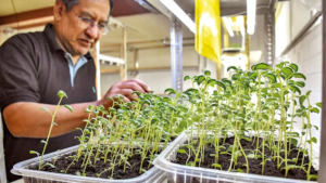 EL VICEPRESIDENTE PROMETE LIBERAR LAS EXPORTACIONES: Aplicar biotecnología y aumentar la producción